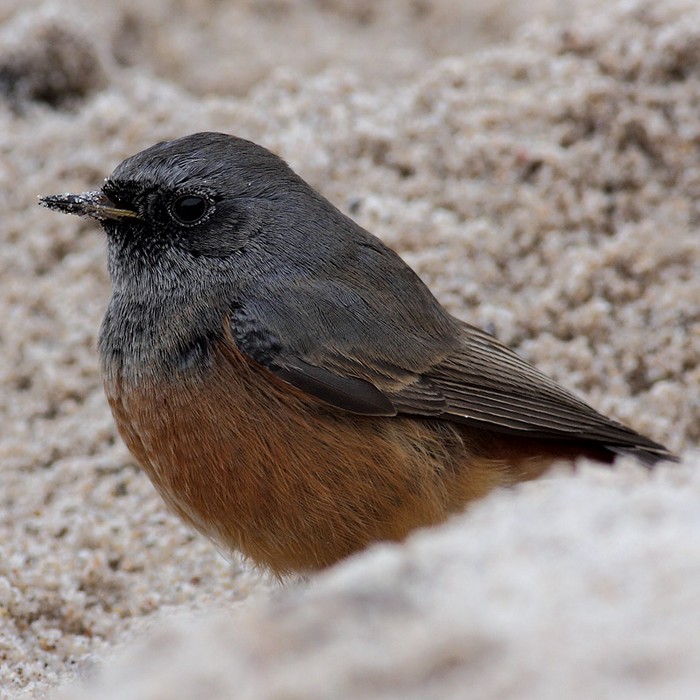 Eastern Black Redstart