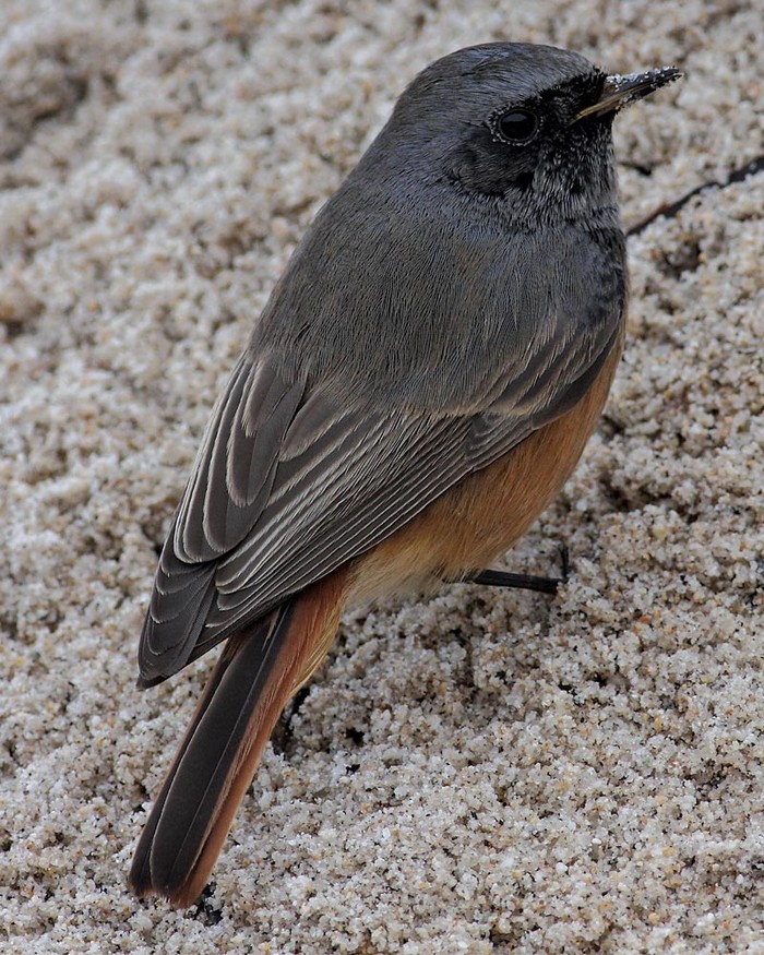 Eastern Black Redstart