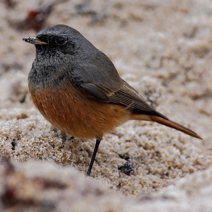 Eastern Black Redstart
