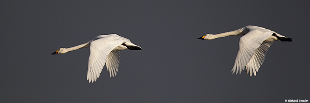 Bewick's Swan