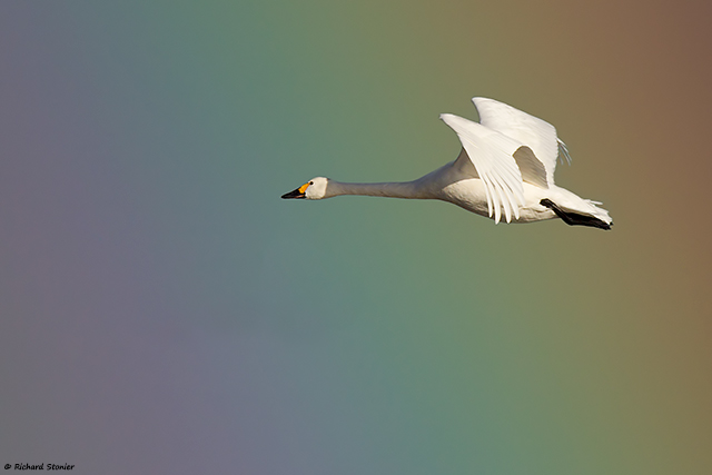 Bewick's Swan