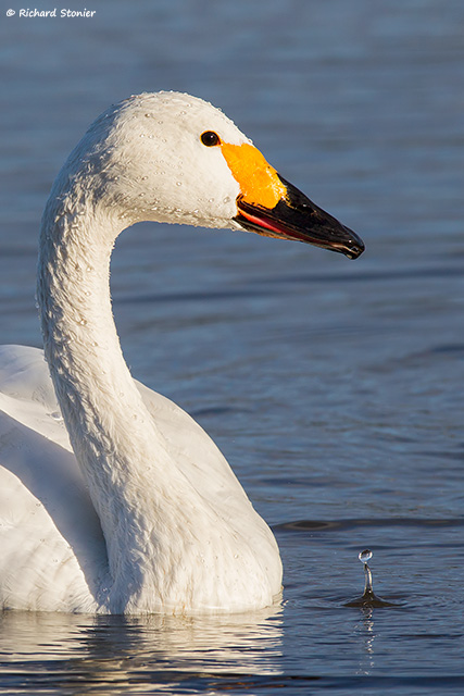 Bewick's Swan