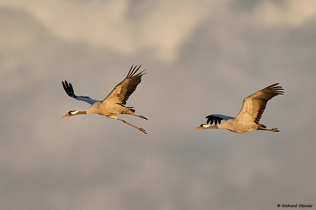 Common Crane