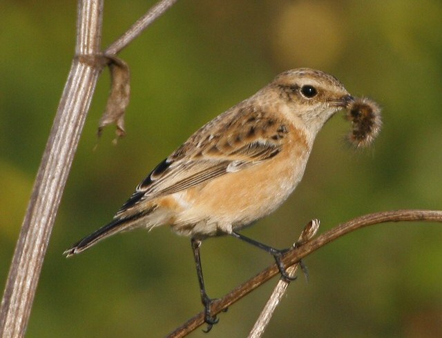 Siberian Stonechat