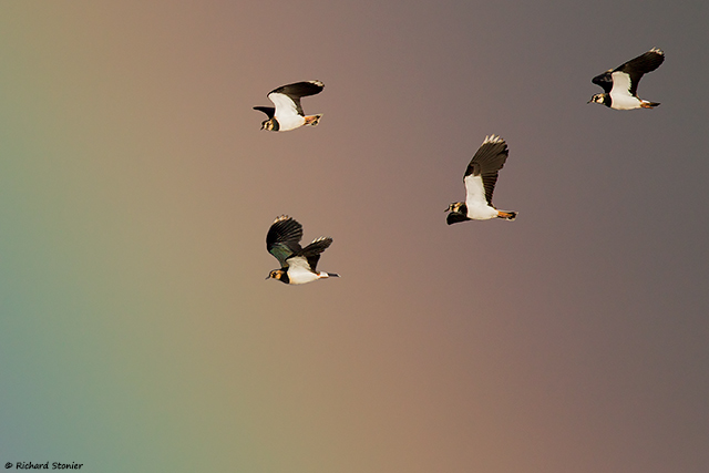 Lapwing