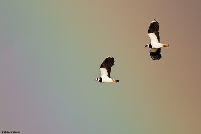 Lapwing