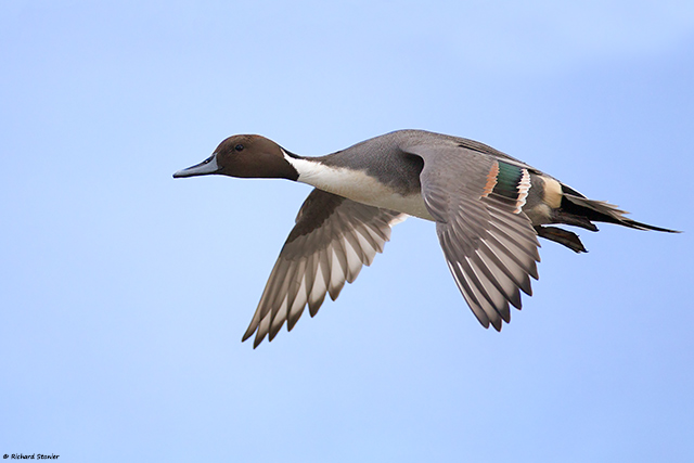 Pintail
