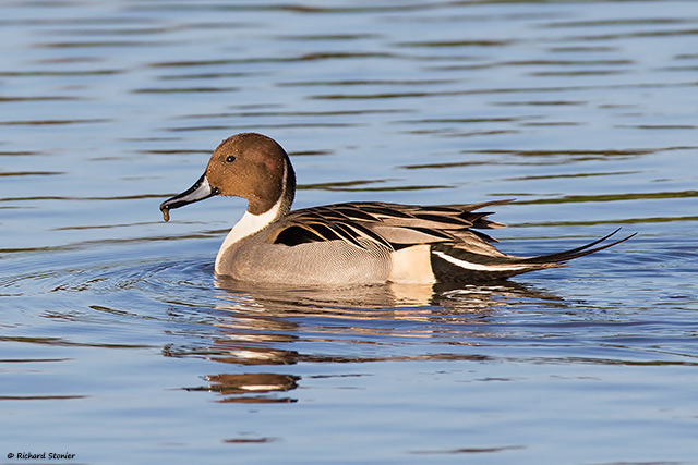 Pintail