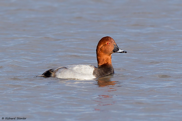 Pochard