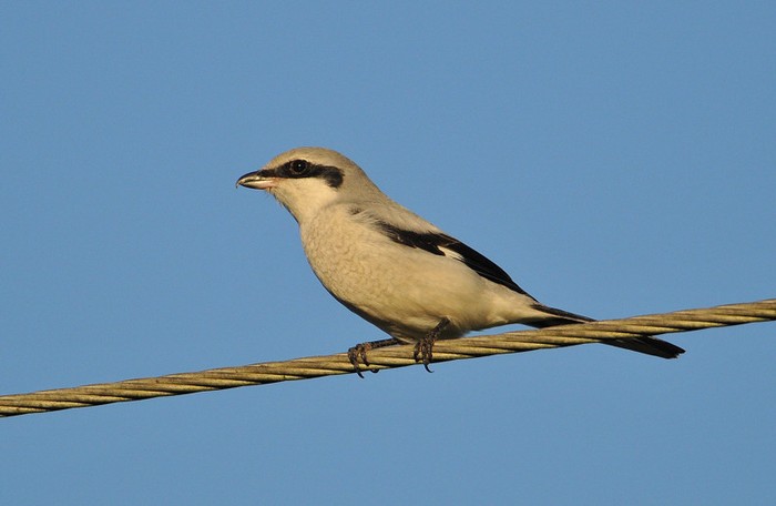 Great Grey Shrike