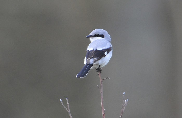 Great Grey Shrike