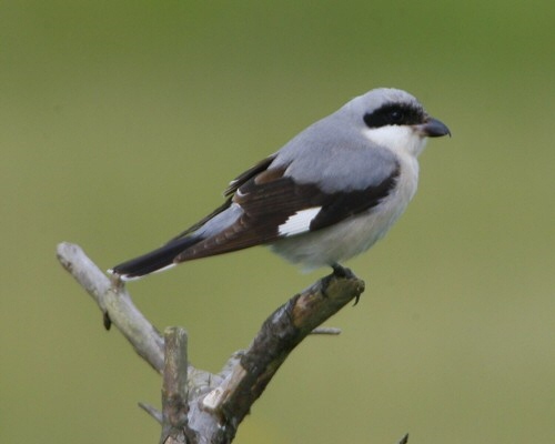 Lesser Grey Shrike