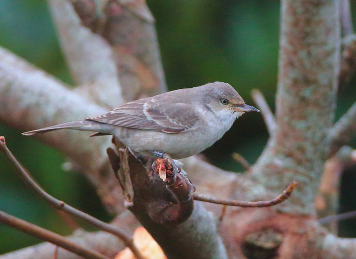 Barred Warbler