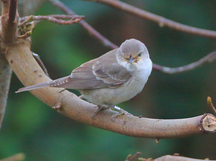 Barred Warbler