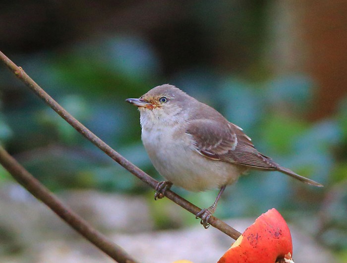 Barred Warbler