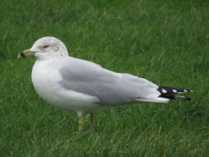 Ring-billed Gull