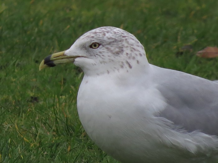 Ring-billed Gull