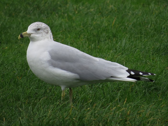 Ring-billed Gull