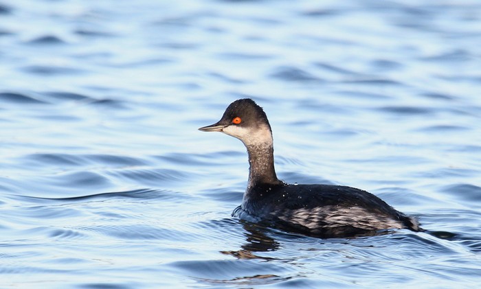 Black-necked Grebe