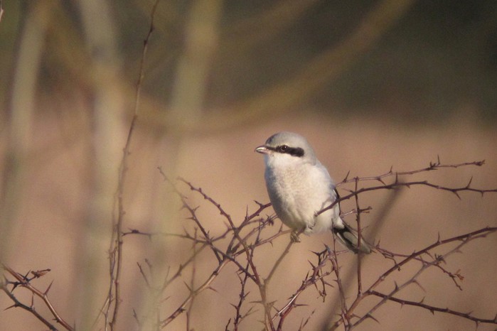 Great Grey Shrike
