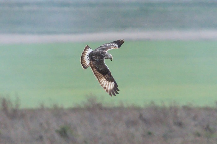 Rough-legged Buzzard