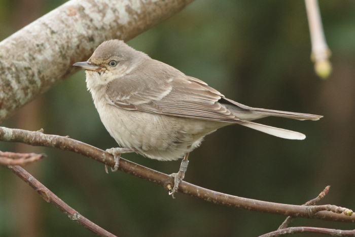 Barred Warbler