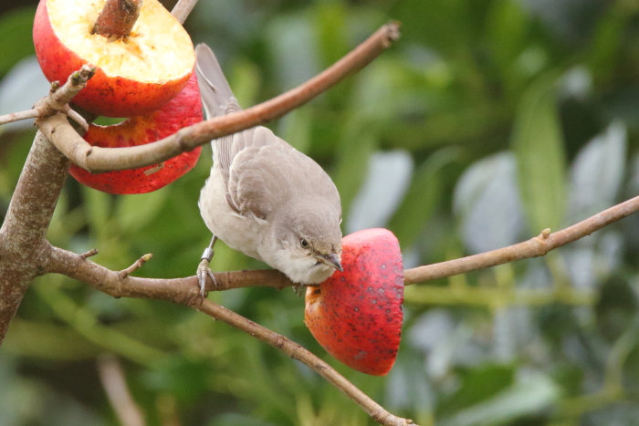 Barred Warbler