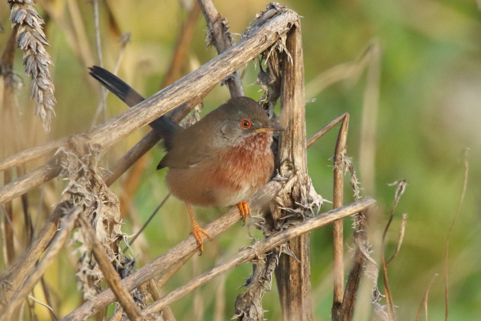 Dartford Warbler