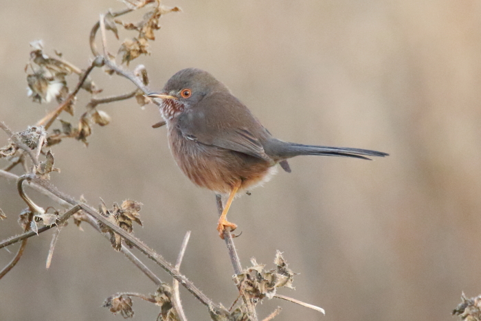 Dartford Warbler