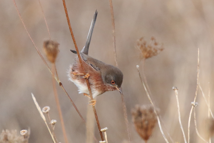 Dartford Warbler