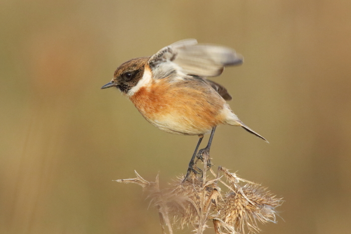 Stonechat