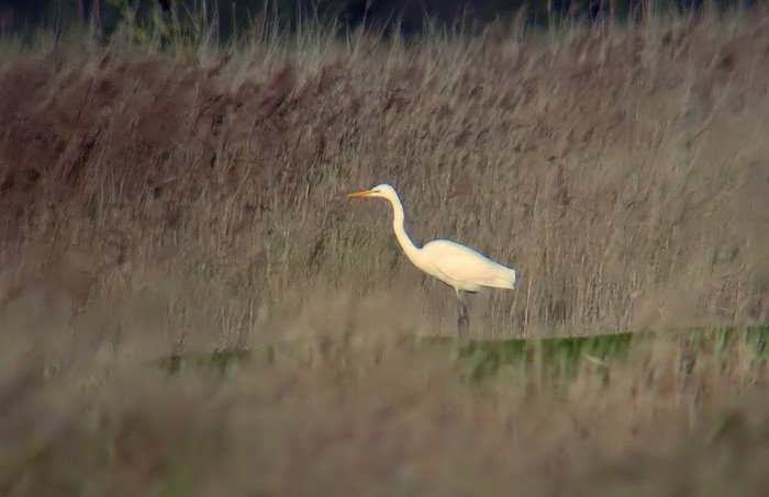 Great White Egret