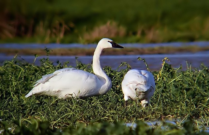 Trumpeter Swan