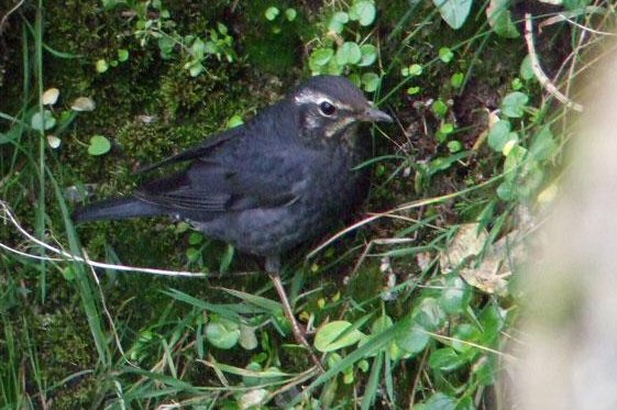 Siberian Thrush