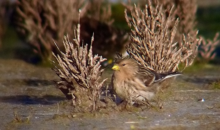 Twite