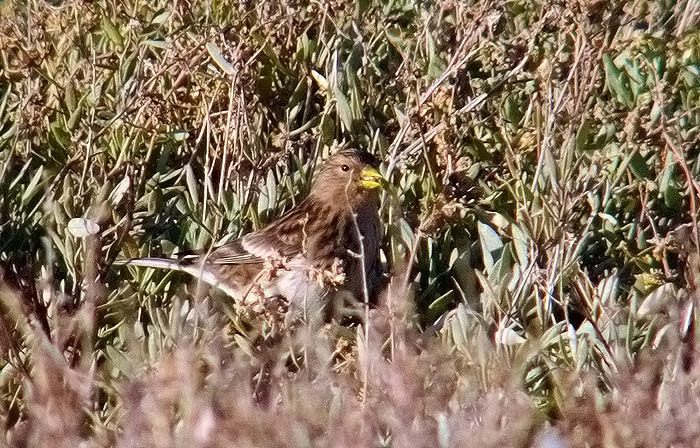 Twite