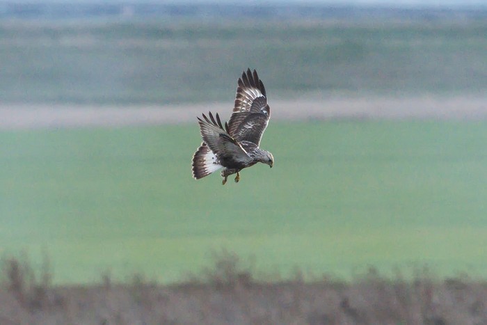 Rough-legged Buzzard