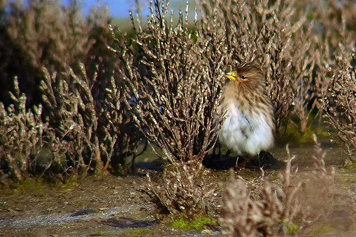 Twite