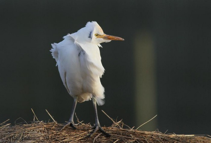 Cattle Egret