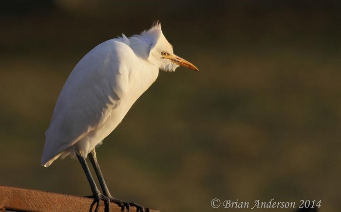 Cattle Egret