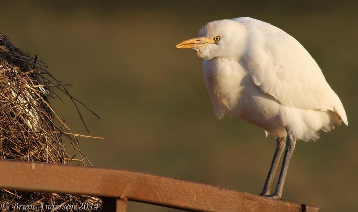 Cattle Egret