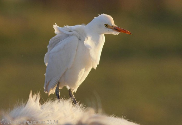 Cattle Egret