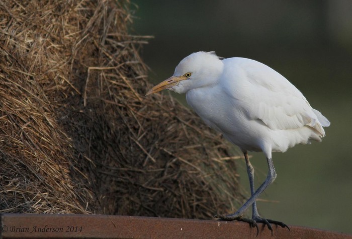 Cattle Egret
