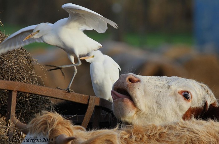 Cattle Egret