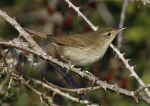 Blyth's Reed Warbler