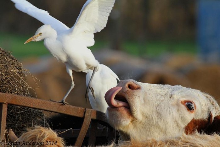 Cattle Egret