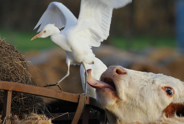 Cattle Egret