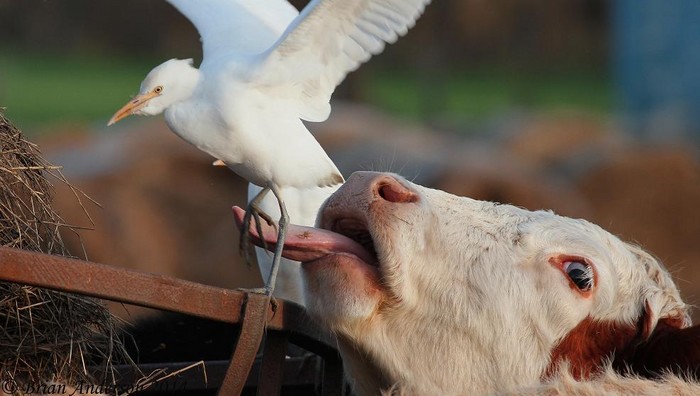 Cattle Egret