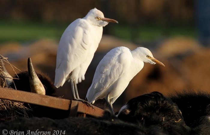 Cattle Egret
