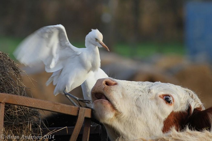 Cattle Egret